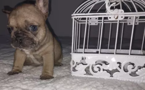 bulldog frances